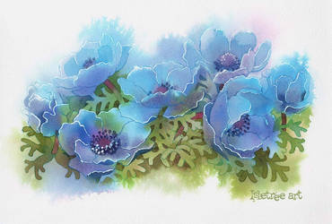 Blue anemone flowers