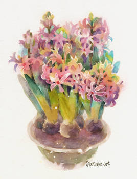 Hyacinthus