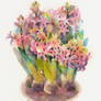 Hyacinthus