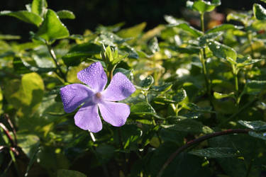 Purple flower