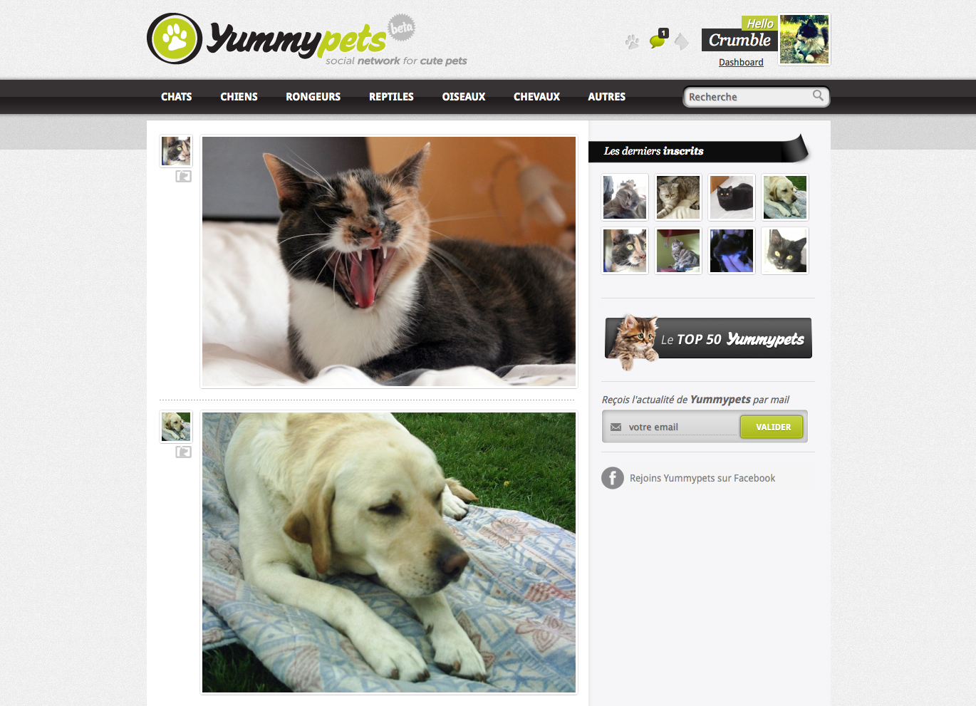 Yummypets - Social network for cute pets