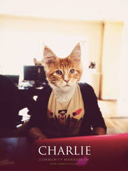 Charlie - Community Manager @Yummypets