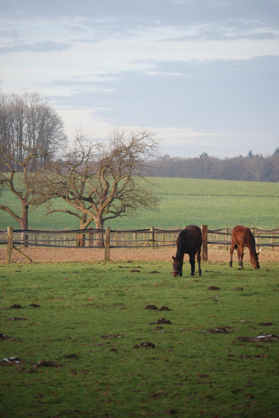 Landscape with horses