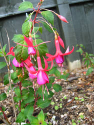 Fuschia