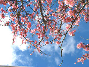 Peach Blossoms