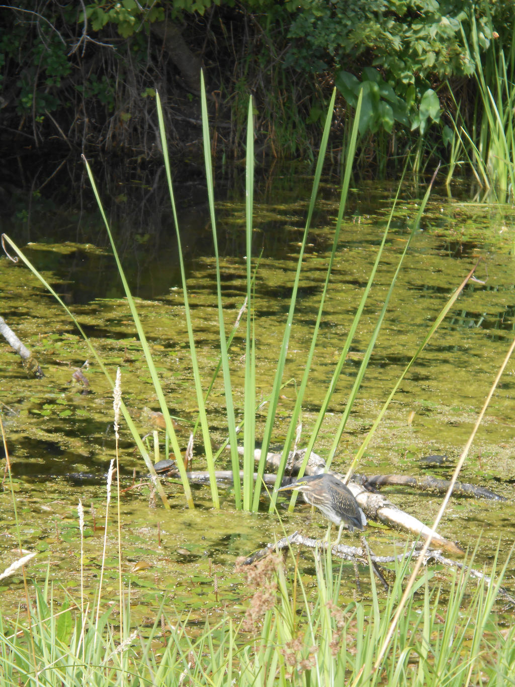 Green Heron and Turtle