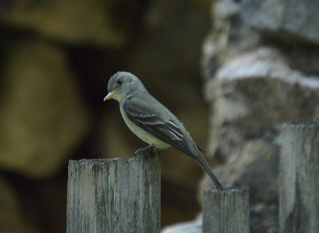 Eastern Wood Pewee