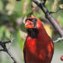 Cardinal Looking For Mate