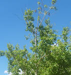 Tree With Bluebirds and Crossbills