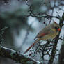 Female Cardinal March 18 2018 2