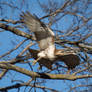 Red Tailed Hawk Take-off