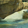 Polar Bear at Henry Vilas Zoo 5