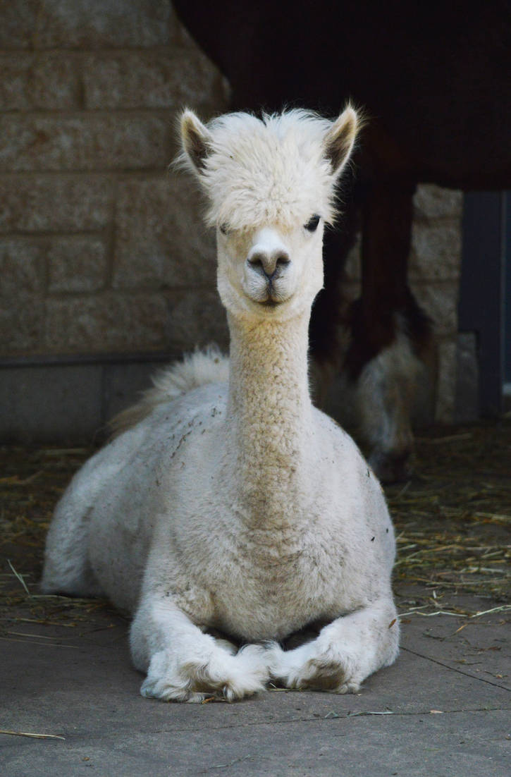 Stylish Llamas of Henry Vilas Zoo 2 by HaleyGottardo Stylish Llamas of Henry Vilas Zoo 2 by HaleyGottardo