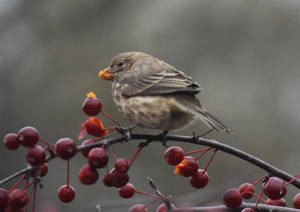 Female House Finch in October 4