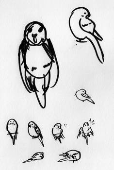 More Cute Budgie Poses