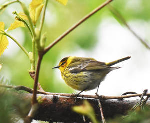 Cape May Warbler at Mt St Marys Park 4