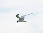 Sandwich Tern at Honeymoon Island StPk 3