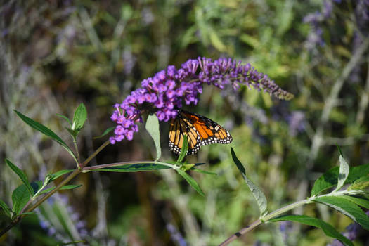 Monarch at Brookfield Zoo 1