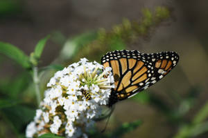 Monarch at Brookfield Zoo 3