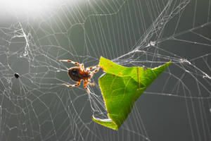 Garden Orbweaver Spider in September 4