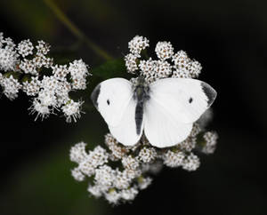 Cabbage White Butterfly at St James Farm in Sept 3