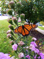 Monarch Butterflies on Purple Flowers 4