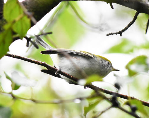 Chestnut Sided Warbler at Blackwell in Sept 1