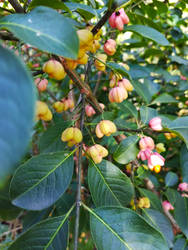 Spindle Tree Berries in Naperville 1