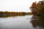 Canada Geese at Herrick in October 8