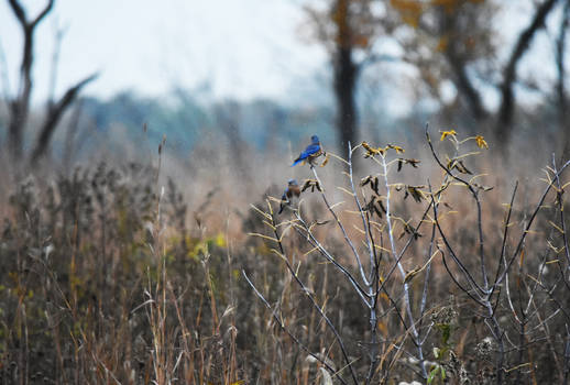 Bluebirds at West Branch FP in October 12