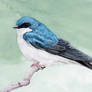 Tree Swallow in Watercolor