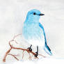Mountain Bluebird in Watercolor.jpg