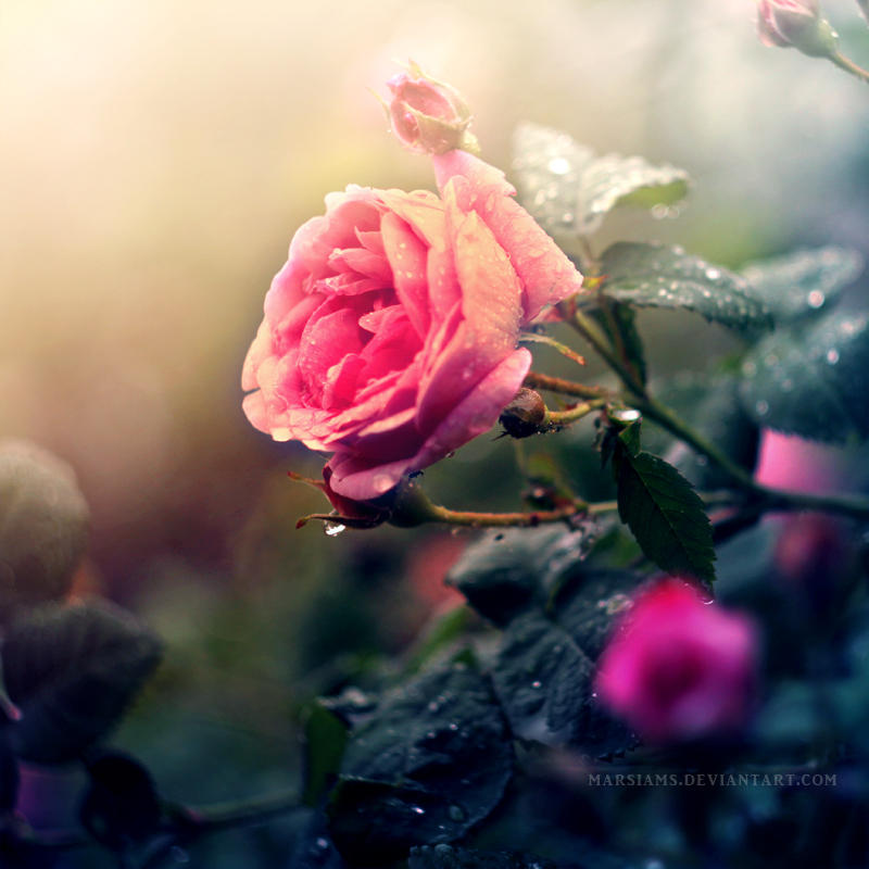 Roses Wrapped in Dusk by MarsiaMS