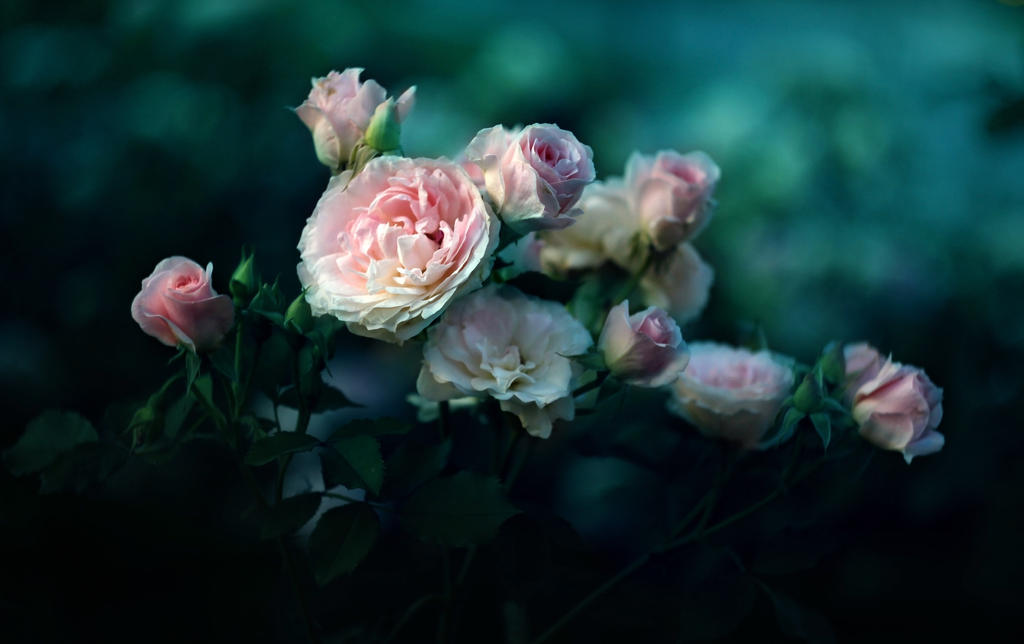 Thy Rarest Rose by MarsiaMS Thy Rarest Rose by MarsiaMS