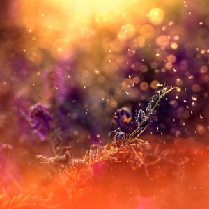 A Thousand Suns by MarsiaMS A Thousand Suns by MarsiaMS