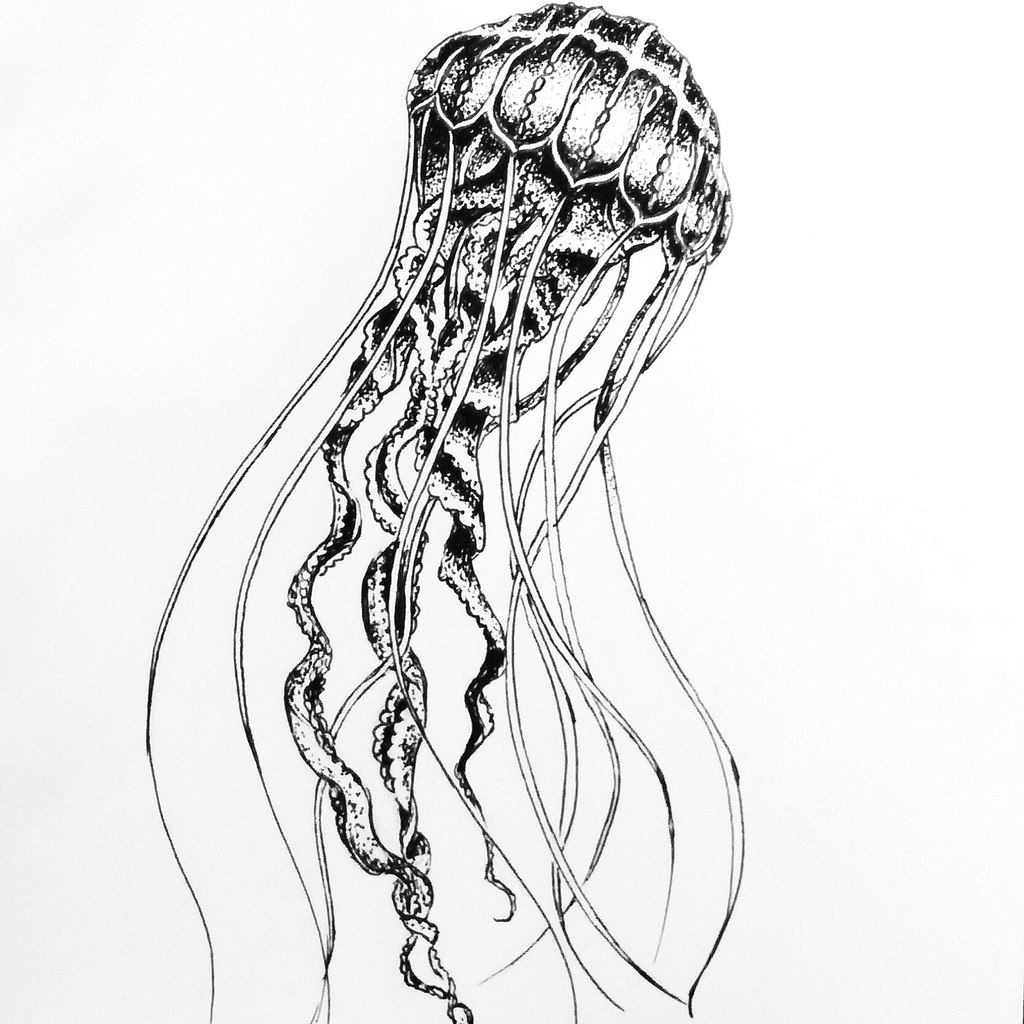 Brilliant Jellyfish sketch