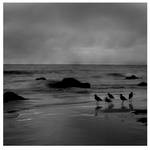birds by dskphotography