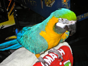 Tiki The Macaw