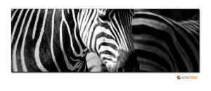 Zebras