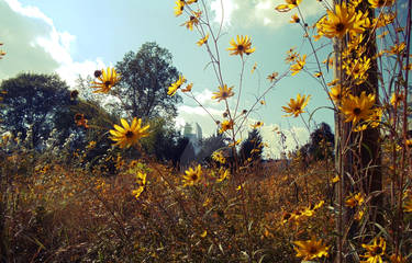 flowers