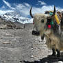 Yak