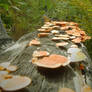 Fungi on a Branch