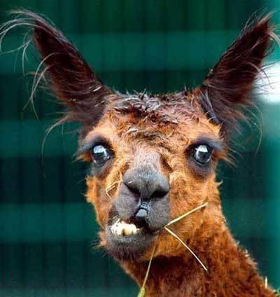 crazy llama by CoraCee on DeviantArt