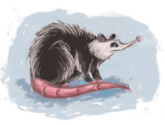 Opossum