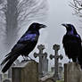Ravens