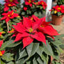 Poinsettia