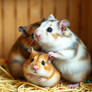 Hamsters