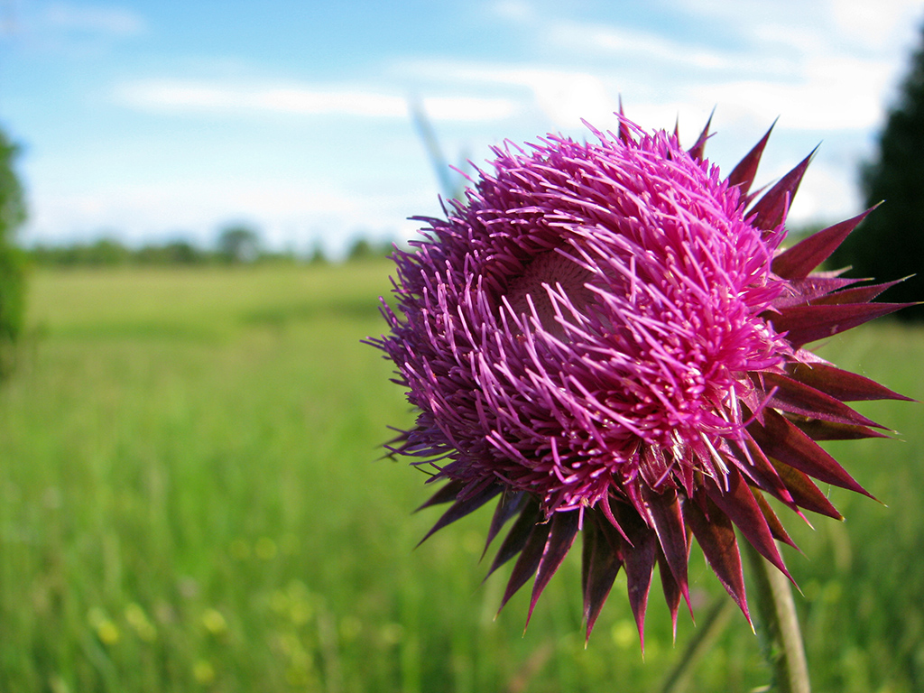 Prickles