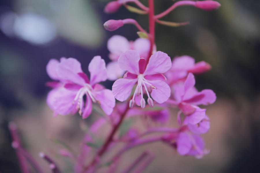 Dressed in pink