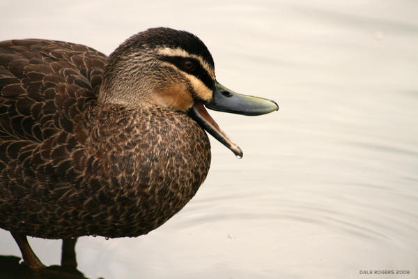 Talking Duck